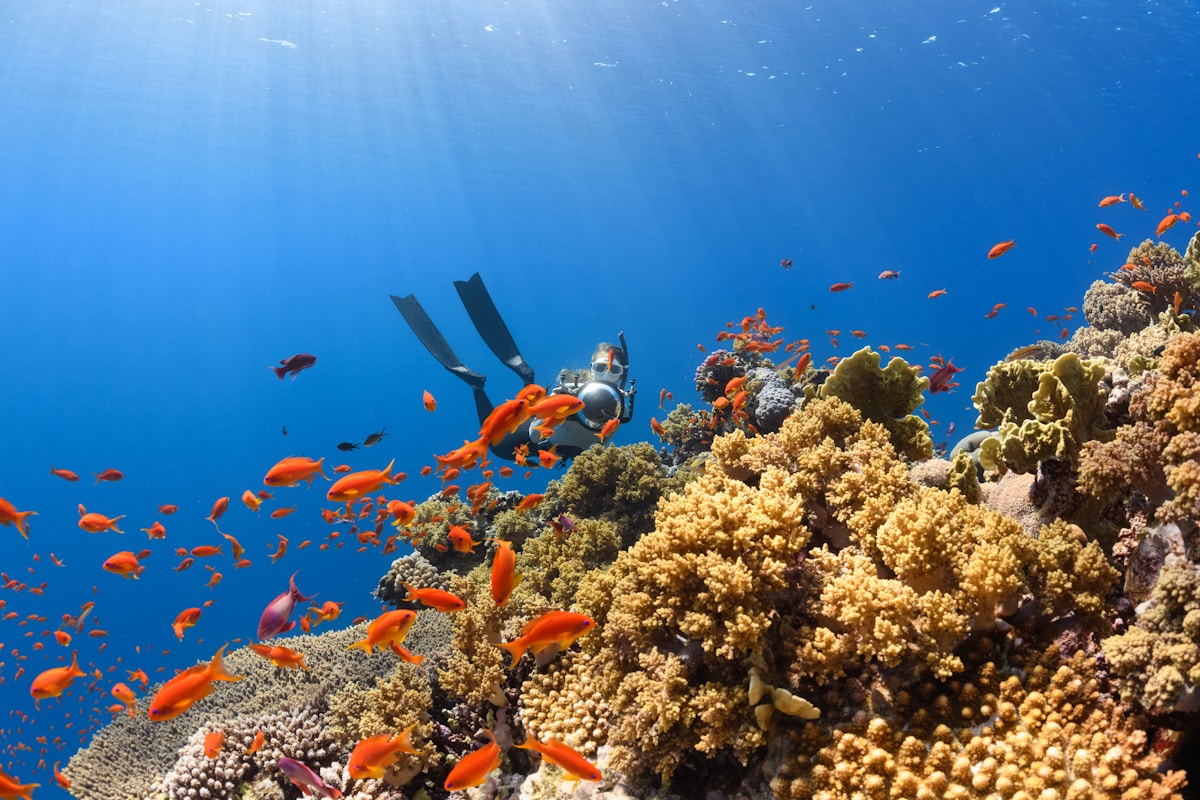 Diver swimming past a coral reef wall in the clear blue waters of the Egyptian Red Sea