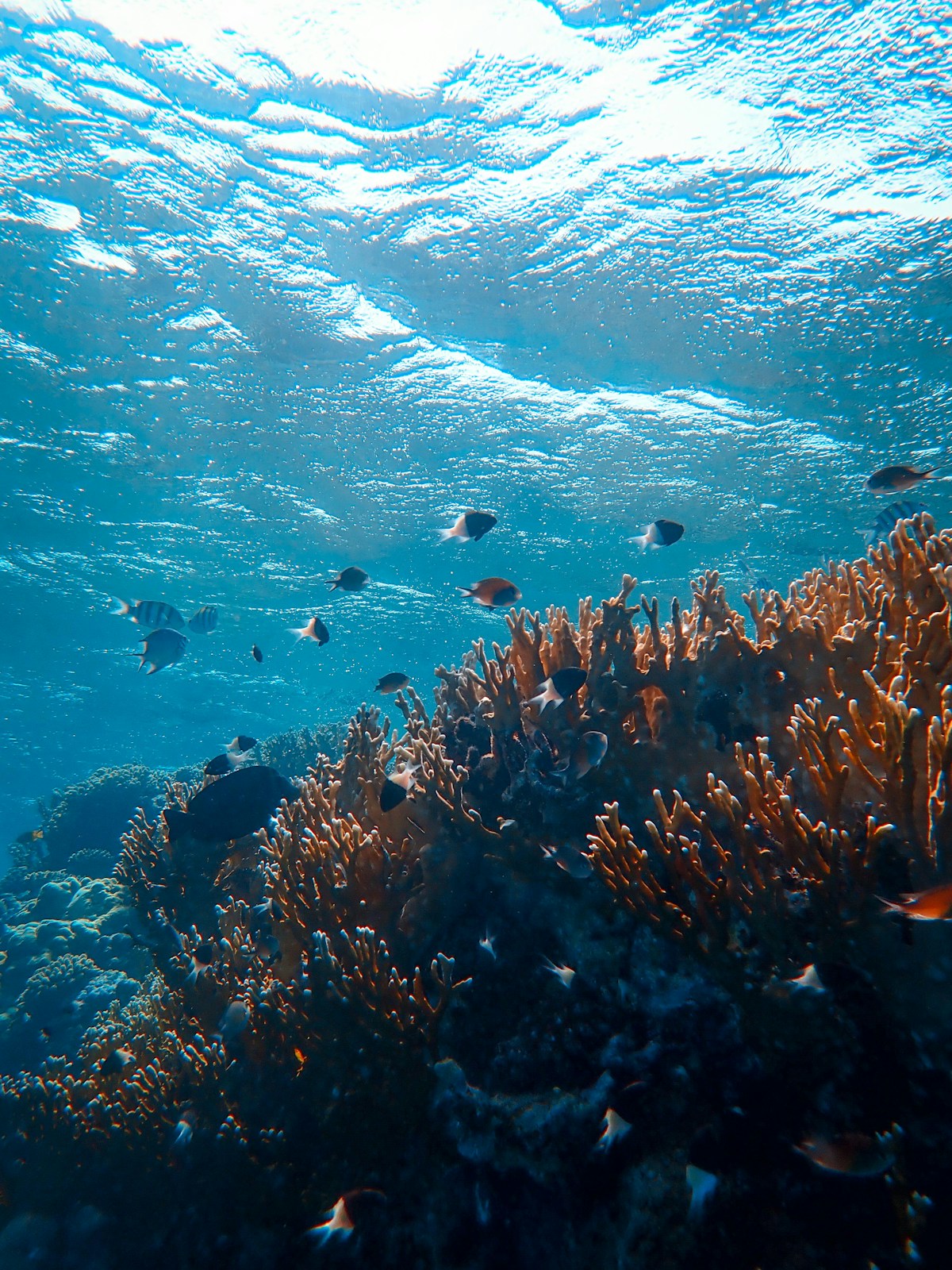 A scuba diver exploring the coral reef at Giftun Islands, Hurghada