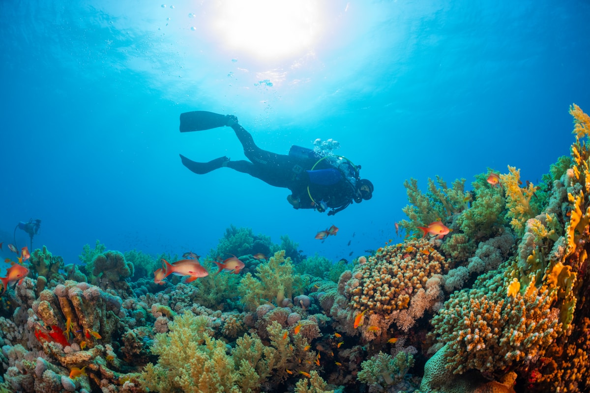 Scuba diver over colourful coral reef in the Red Sea, Hurghada