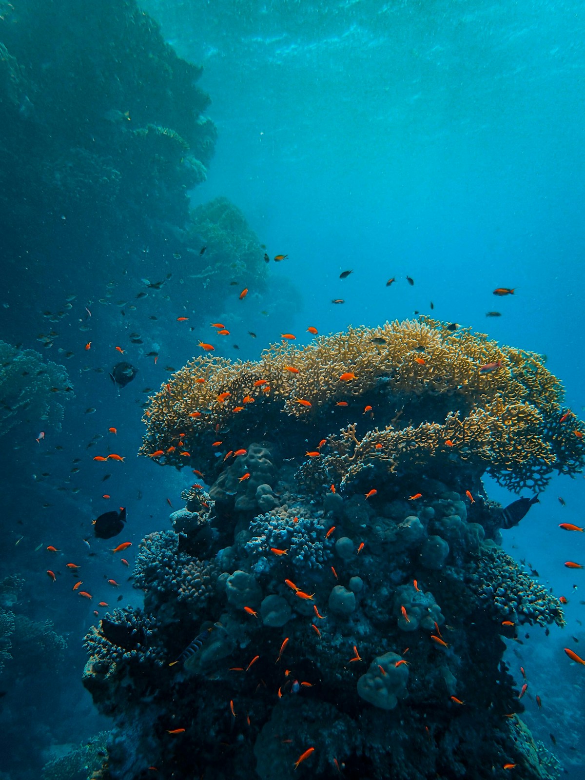 Diver exploring the SS Thistlegorm wreck in the Red Sea near Sharm el-Sheikh